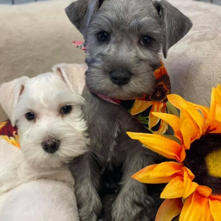 Deltona Happy Tails | Pet Grooming