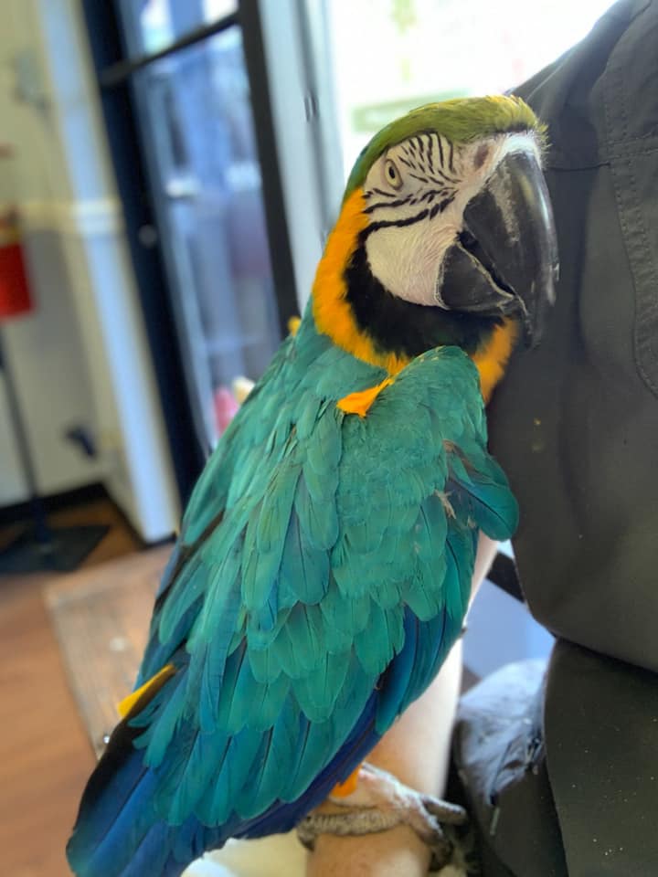 Deltona Happy Tails | Pet Grooming