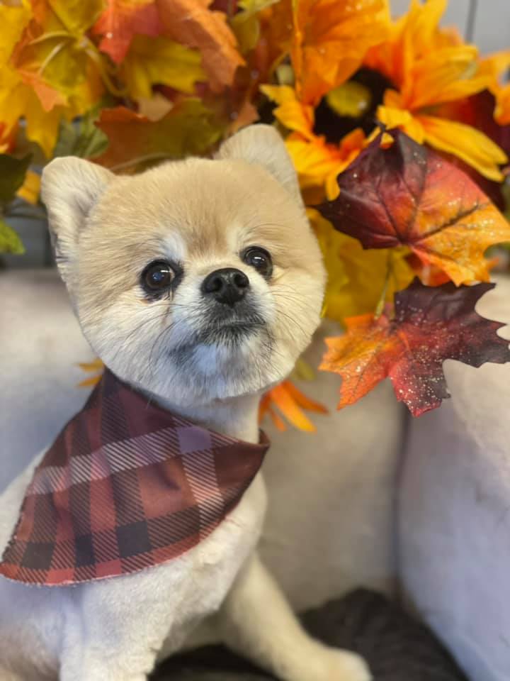 Deltona Happy Tails | Pet Grooming