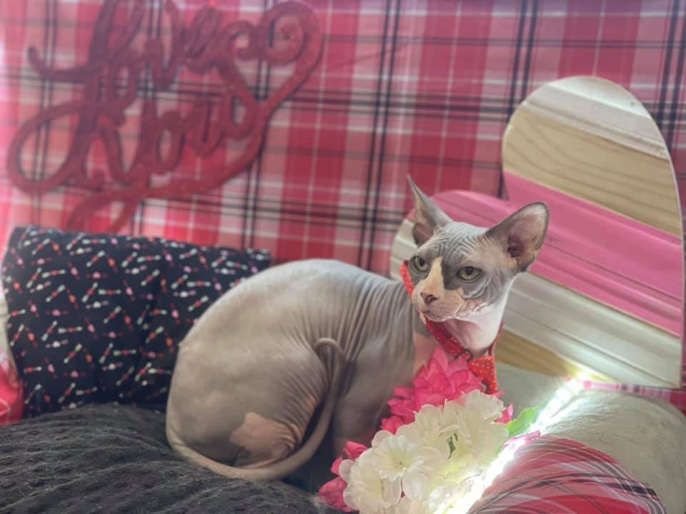 Deltona Happy Tails | Pet Grooming