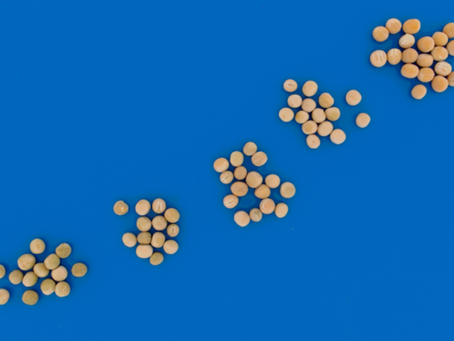 Limagrain Cereals Canada Research Leads the Way in Pea Quality Standardization with Innovative Assessment Tool: Digitizing Greenness and Bleaching Levels in Peas