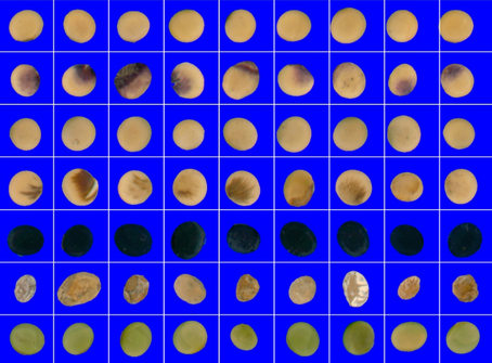 Standardizing the Soybean Supply Chain: Replacing Subjective Visuals with Pixel-Perfect Quality Control