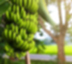 Regime-de-bananes-Cavendish.jpg