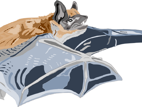 Species Spotlight: Big Brown Bat
