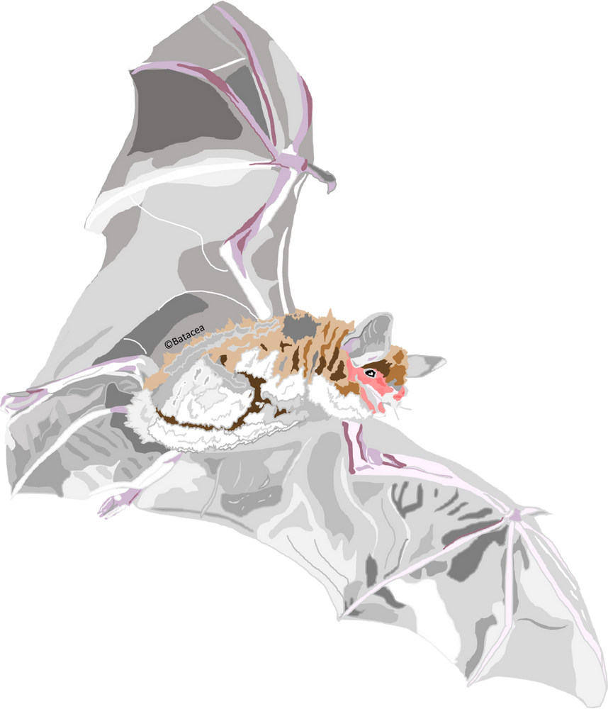 Species Spotlight Little Brown Bat