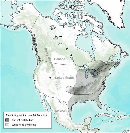 Species Spotlight Tricolored Bat