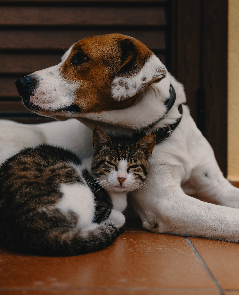 DOG AND CAT