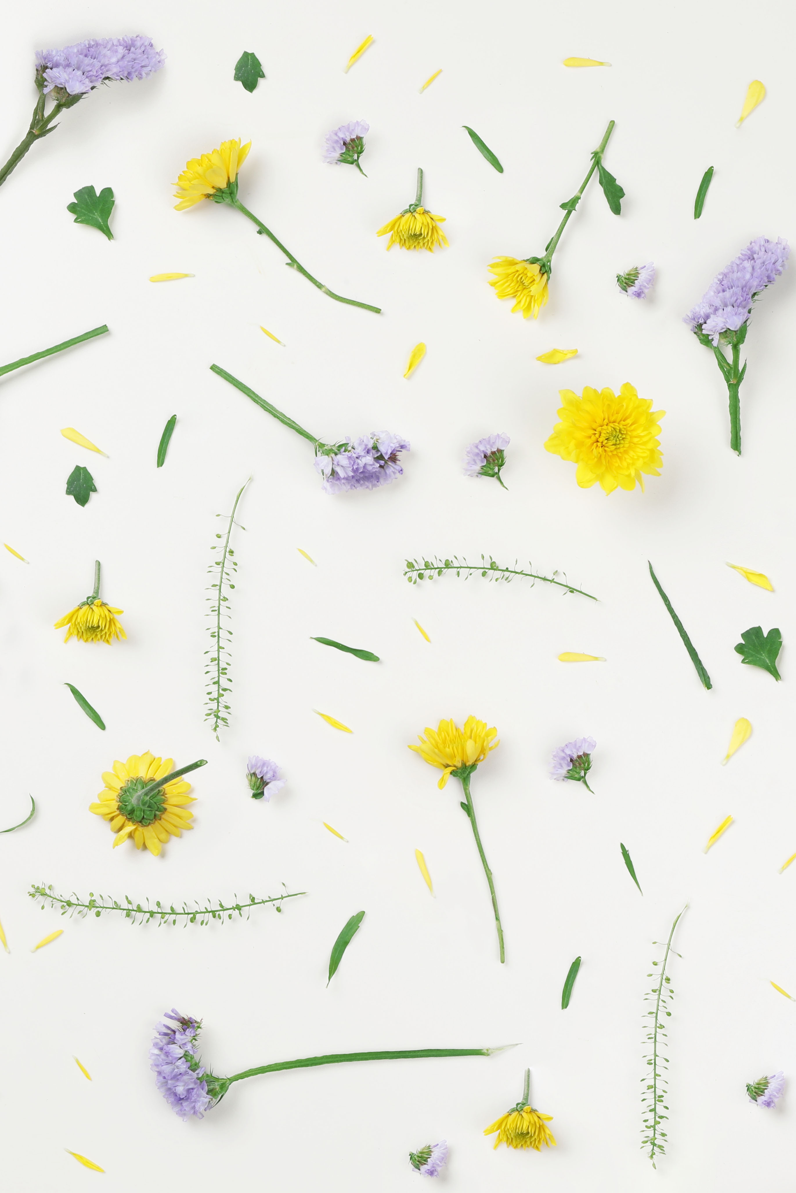 Pressed flowers on a light background
