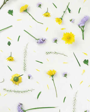 Yellow and Purple Flowers