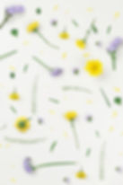 Yellow and Purple Flowers