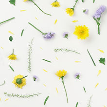 Yellow and Purple Flowers