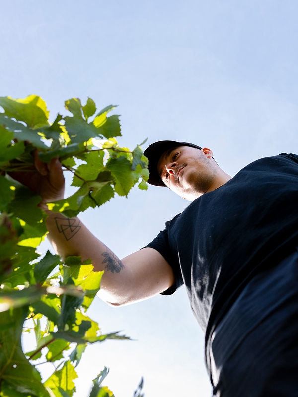 antonin-battault-dans-ses-vignes.jpg
