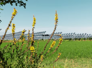 Progettazione preliminare di un impianto agrivoltaico in provincia di Venezia