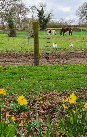 Votre séjour de Pâques en gîte avec jardin fleuri