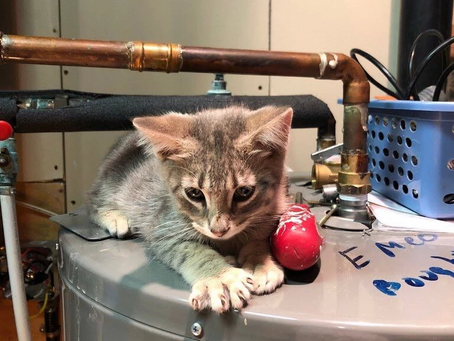 Fieldwork marches on... and we've got a lab kitty :)