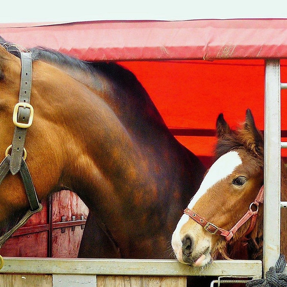 SESHA Autumn Heavy Horse & Foal Show