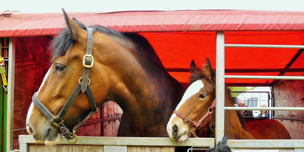SESHA Autumn Heavy Horse & Foal Show