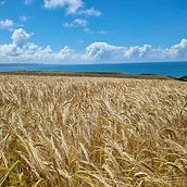 Summer wheat field
