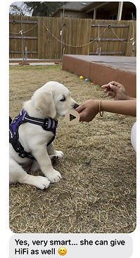 Our smart girl Rose as a pup, training.