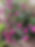 IMG_7737.jpeg