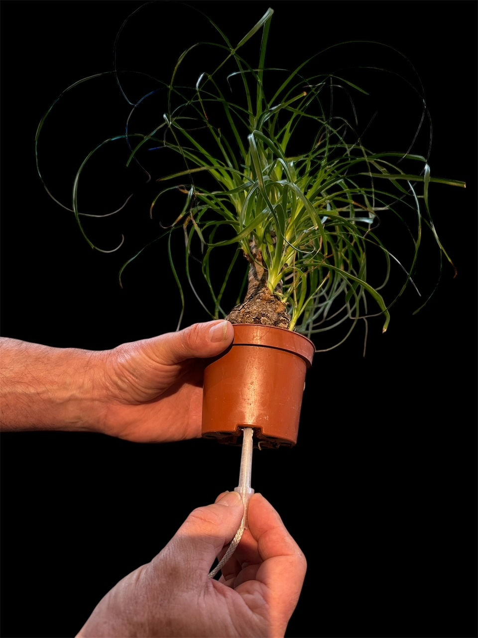 Thumbnail: Capill'O Malin Ø6