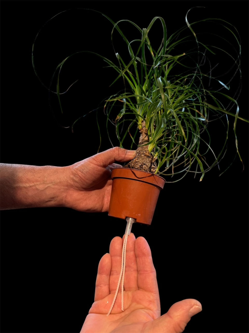 Thumbnail: Capill'O Malin Ø6