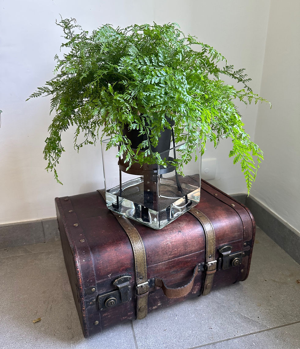 Miniature : Capill'O Malin Ø15-18