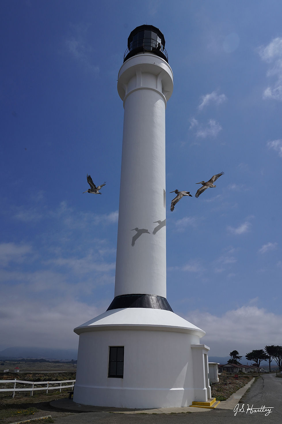 Pelicans and Lighthouse (24" x 36")