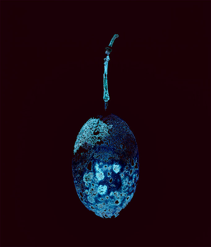 3 Seed Pod