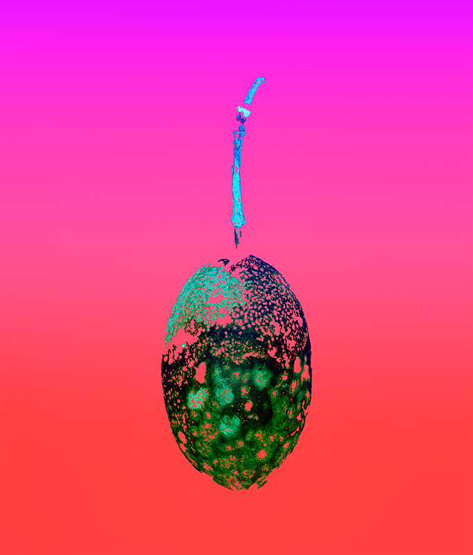 1 Seed Pod