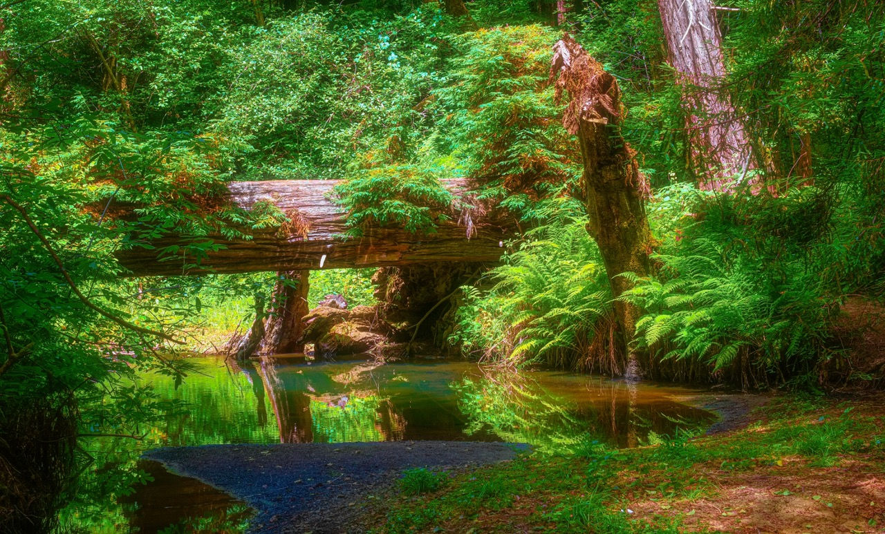 Cool Pond (18" x 24")