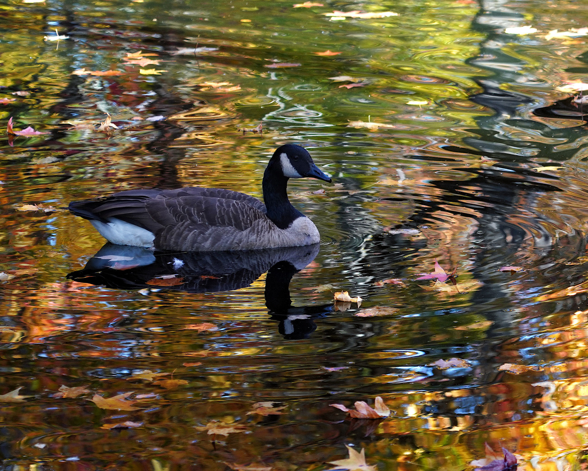 Monet Goose (25" x 29")