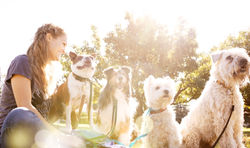 Dog Walker at the Park_edited