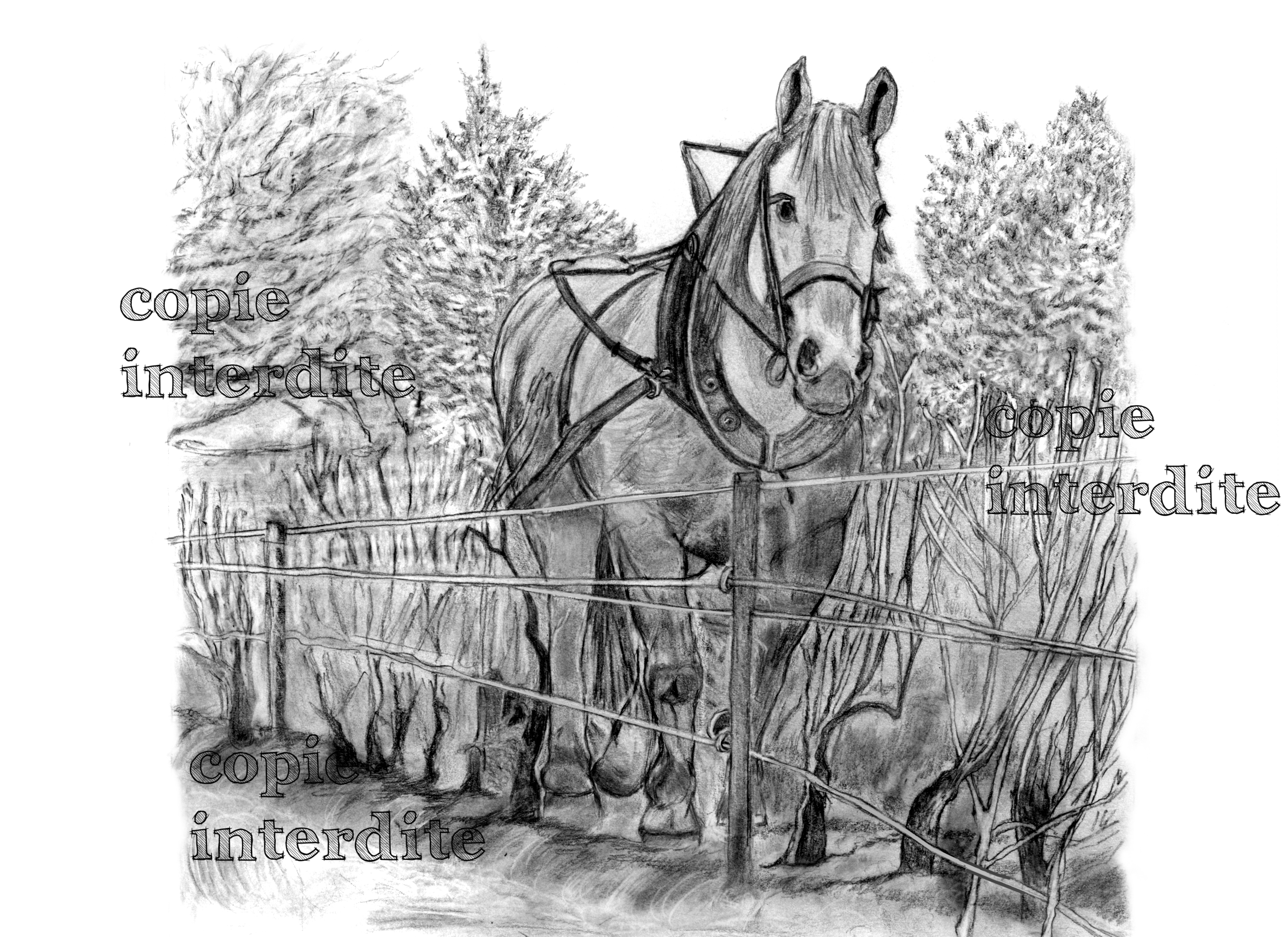 Cheval dans les vignes