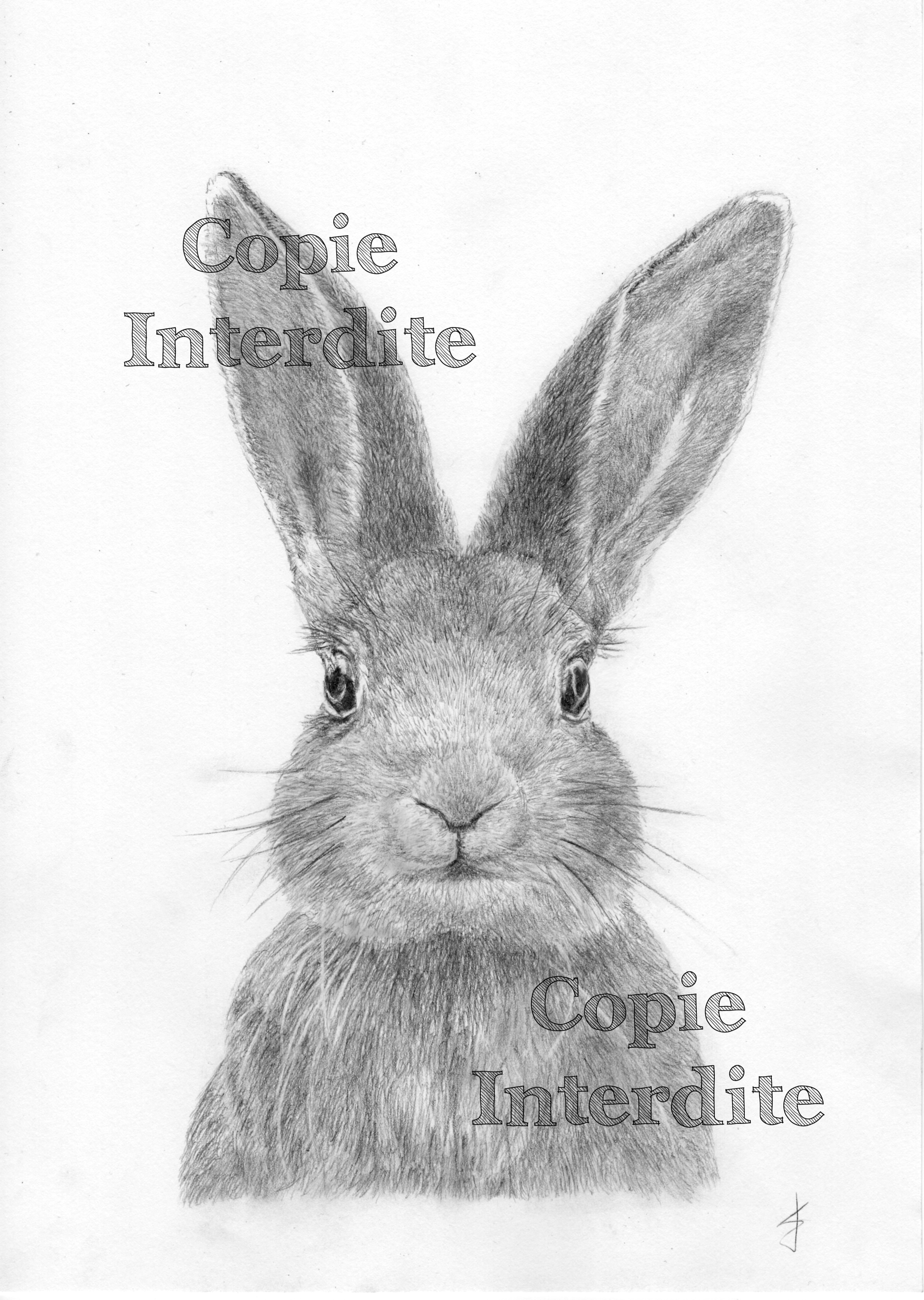 Petit lapin