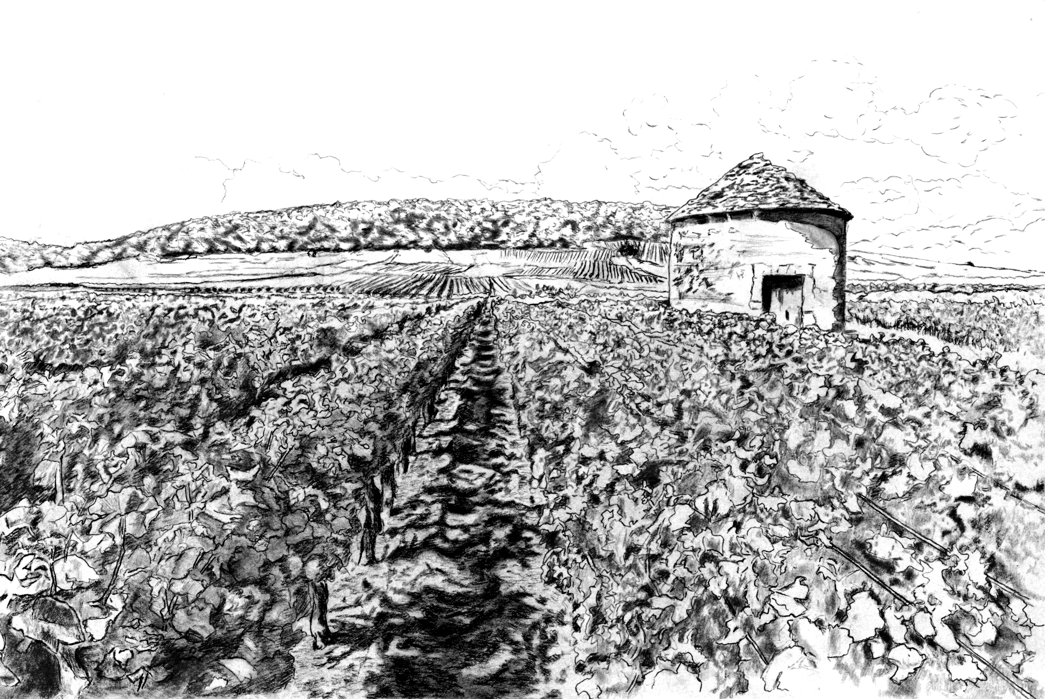 Vignes et cabotte