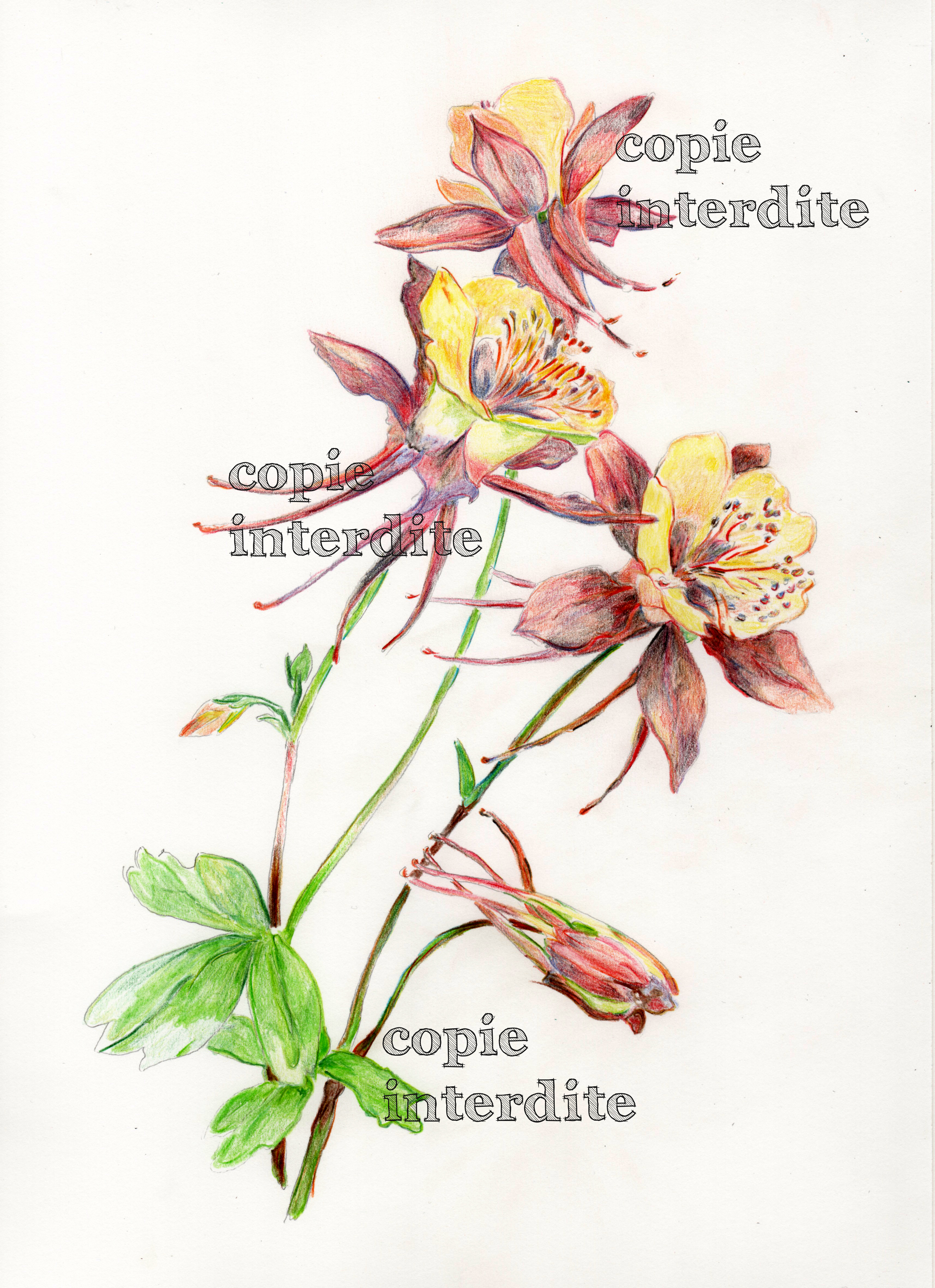 Ancolie