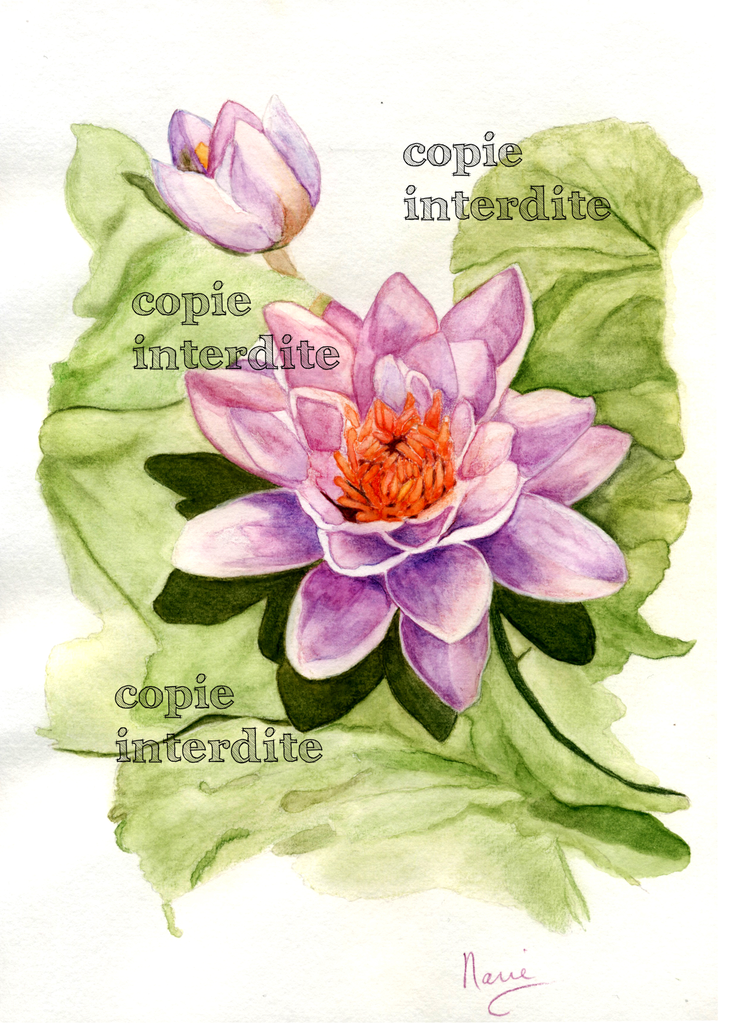 Fleur de lotus