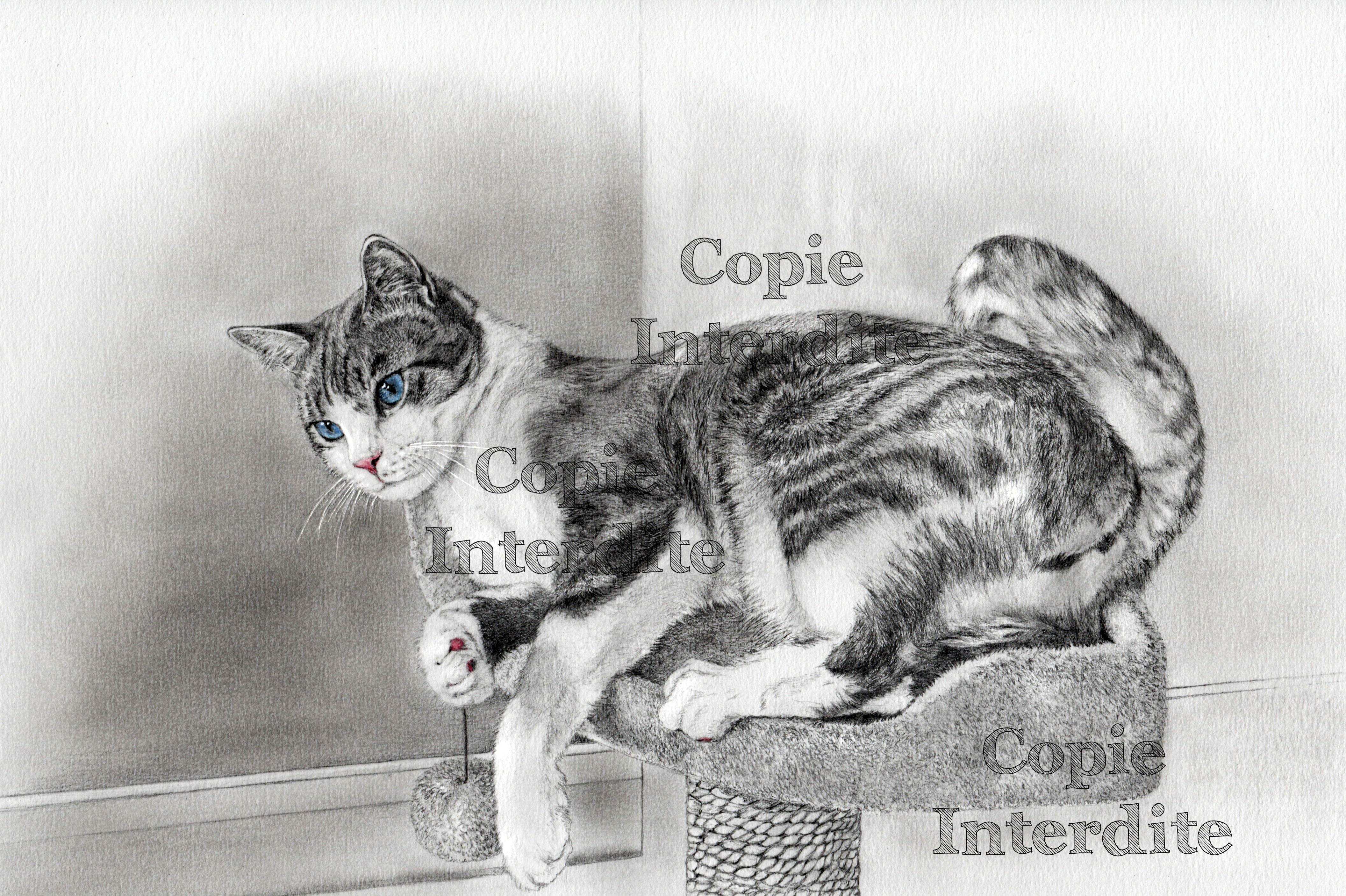 Le chat