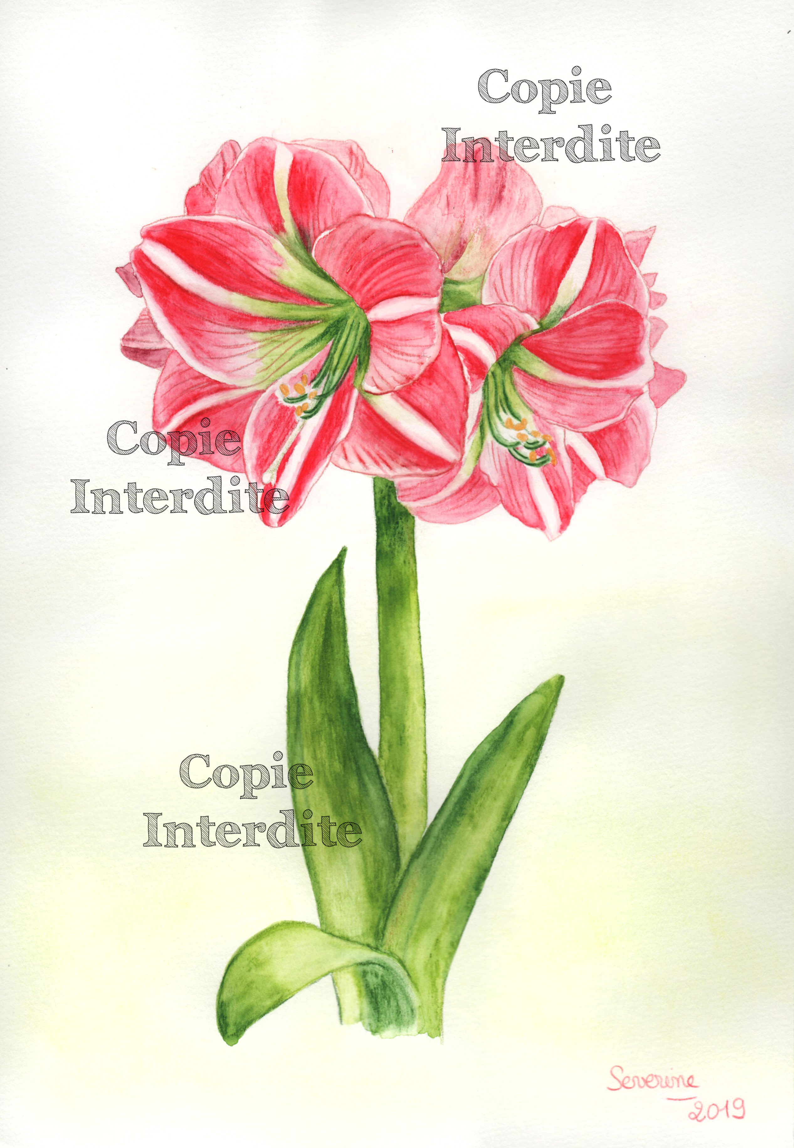 amaryllis