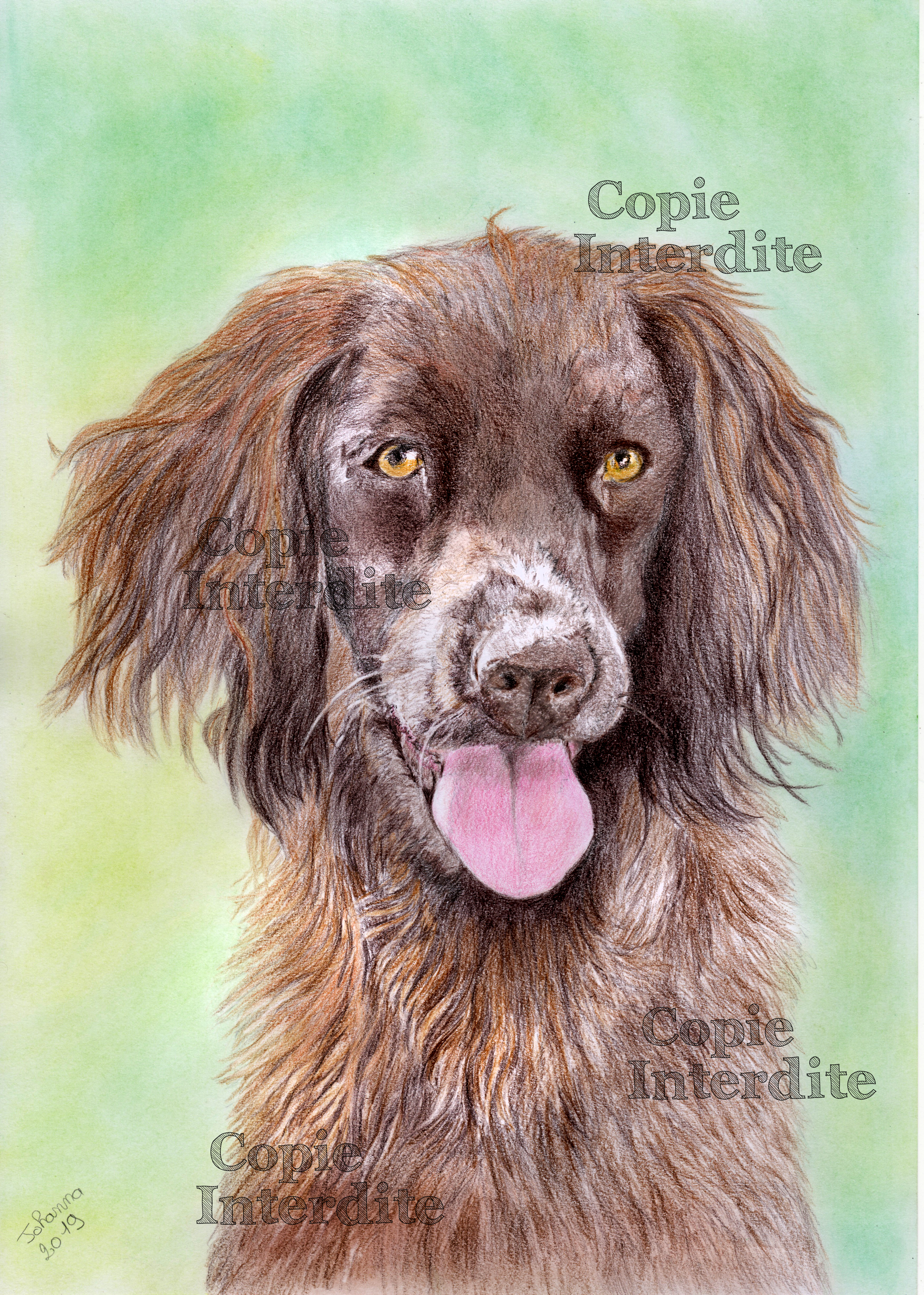 Chien portrait