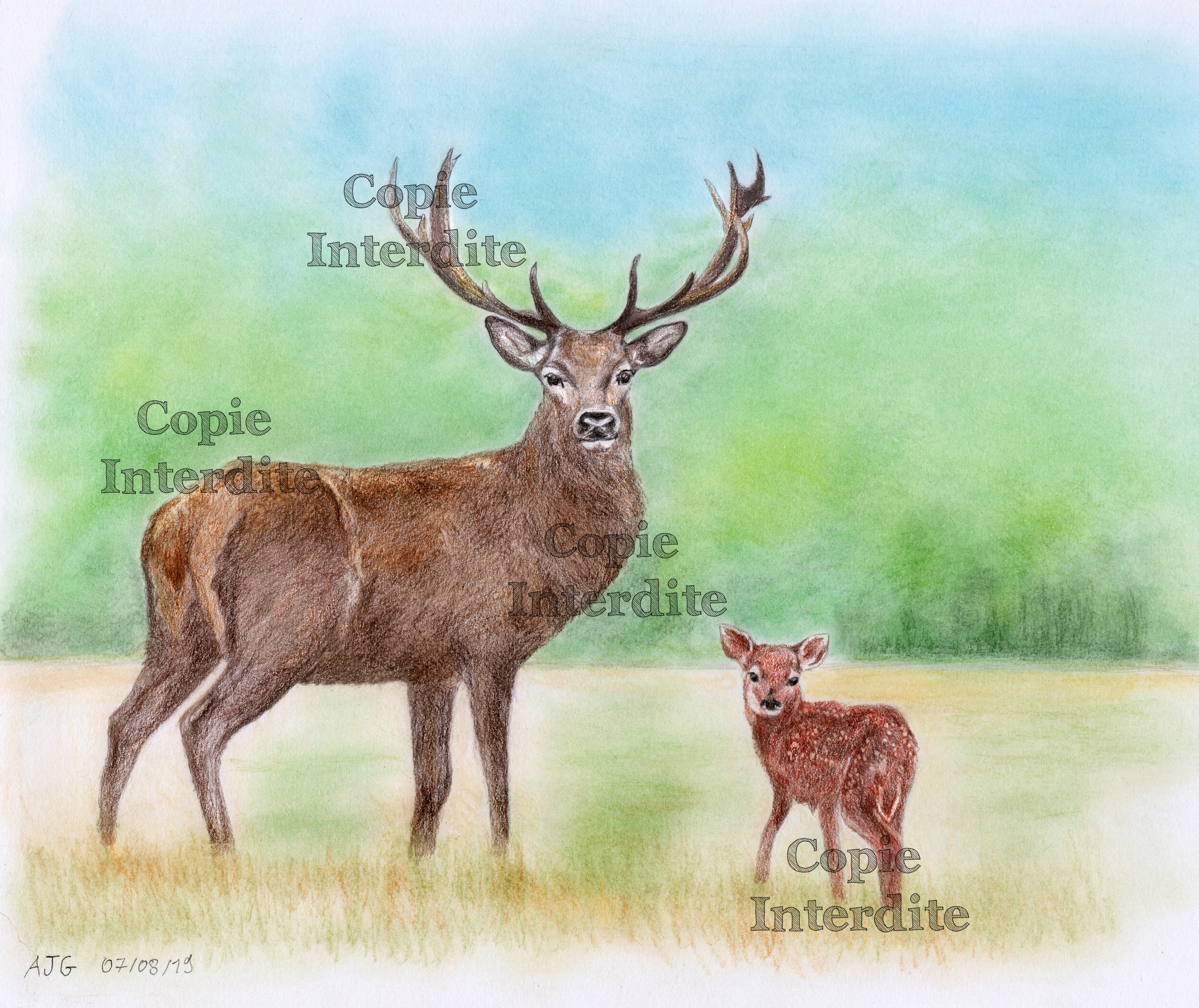 Le cerf et son fils