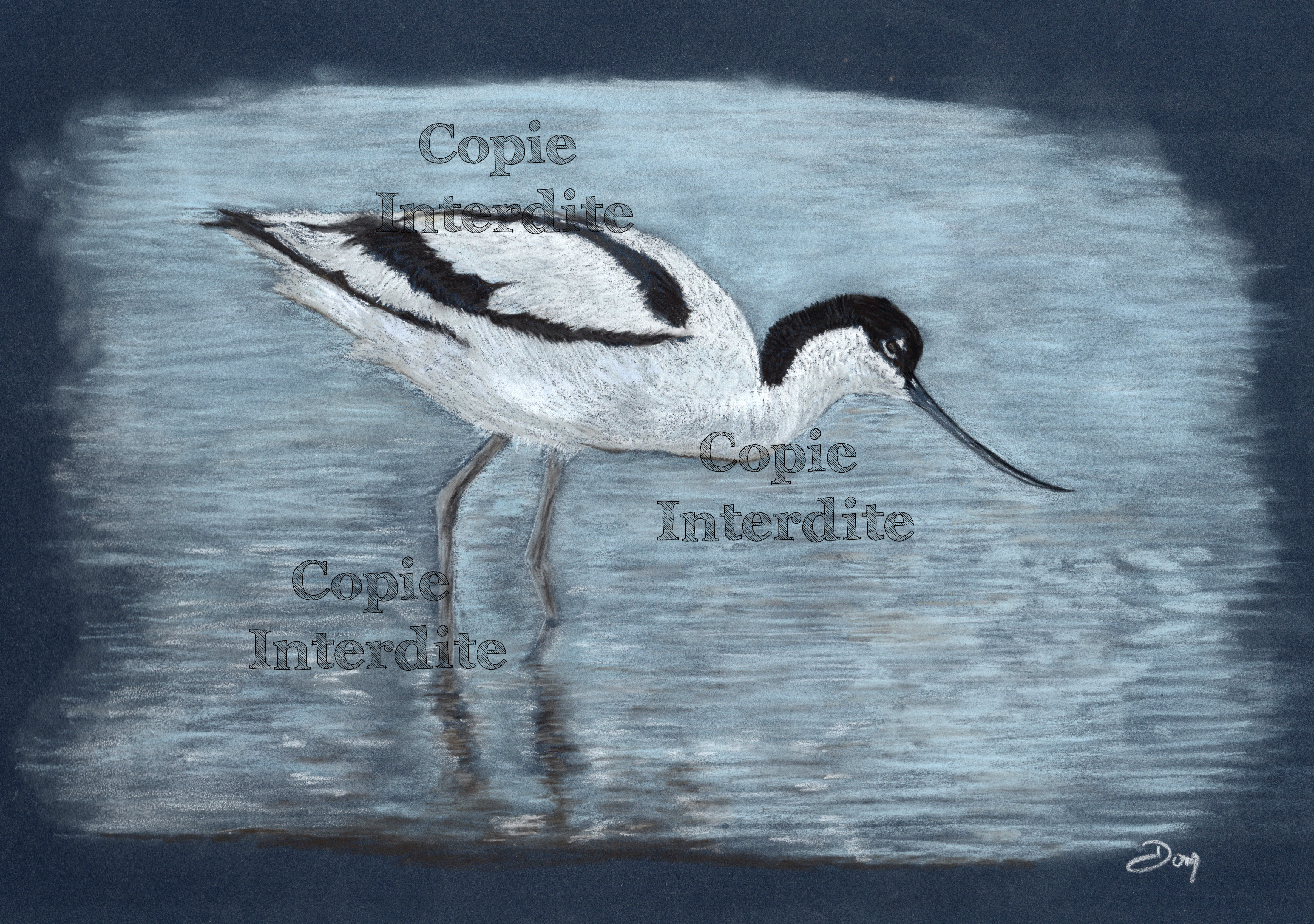 Avocette