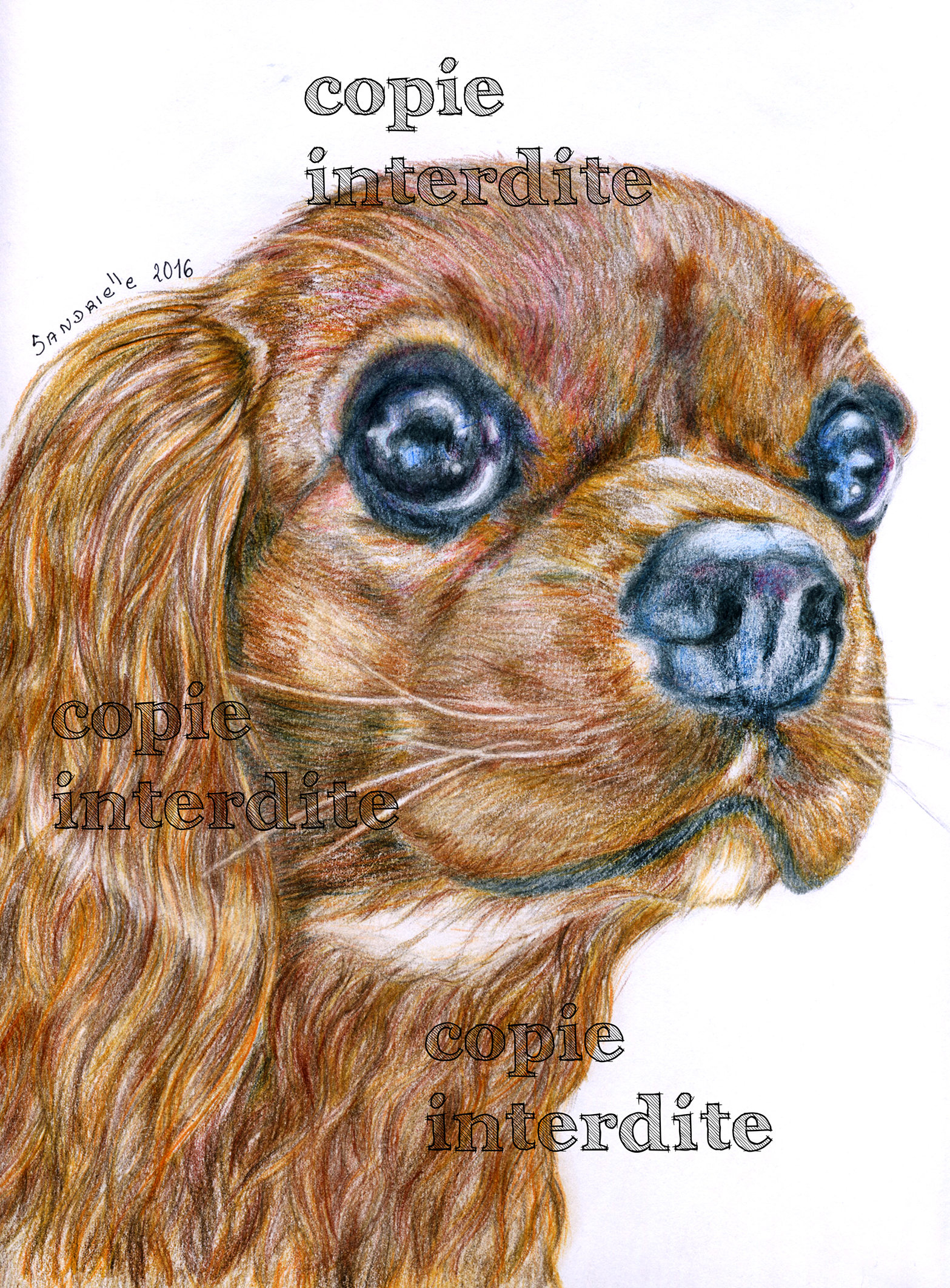 Chien Cavalier kingCharles