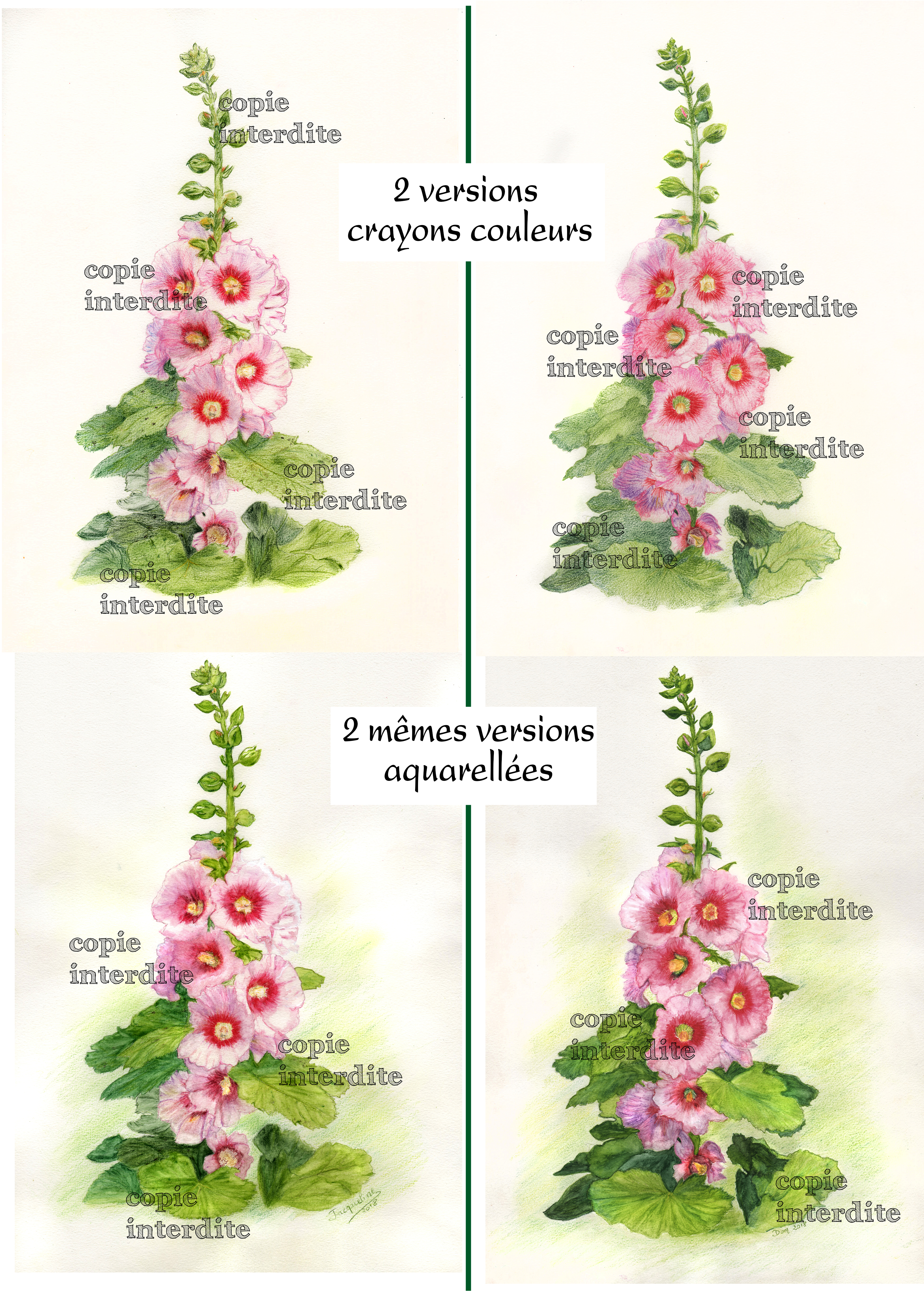 Roses tremières
