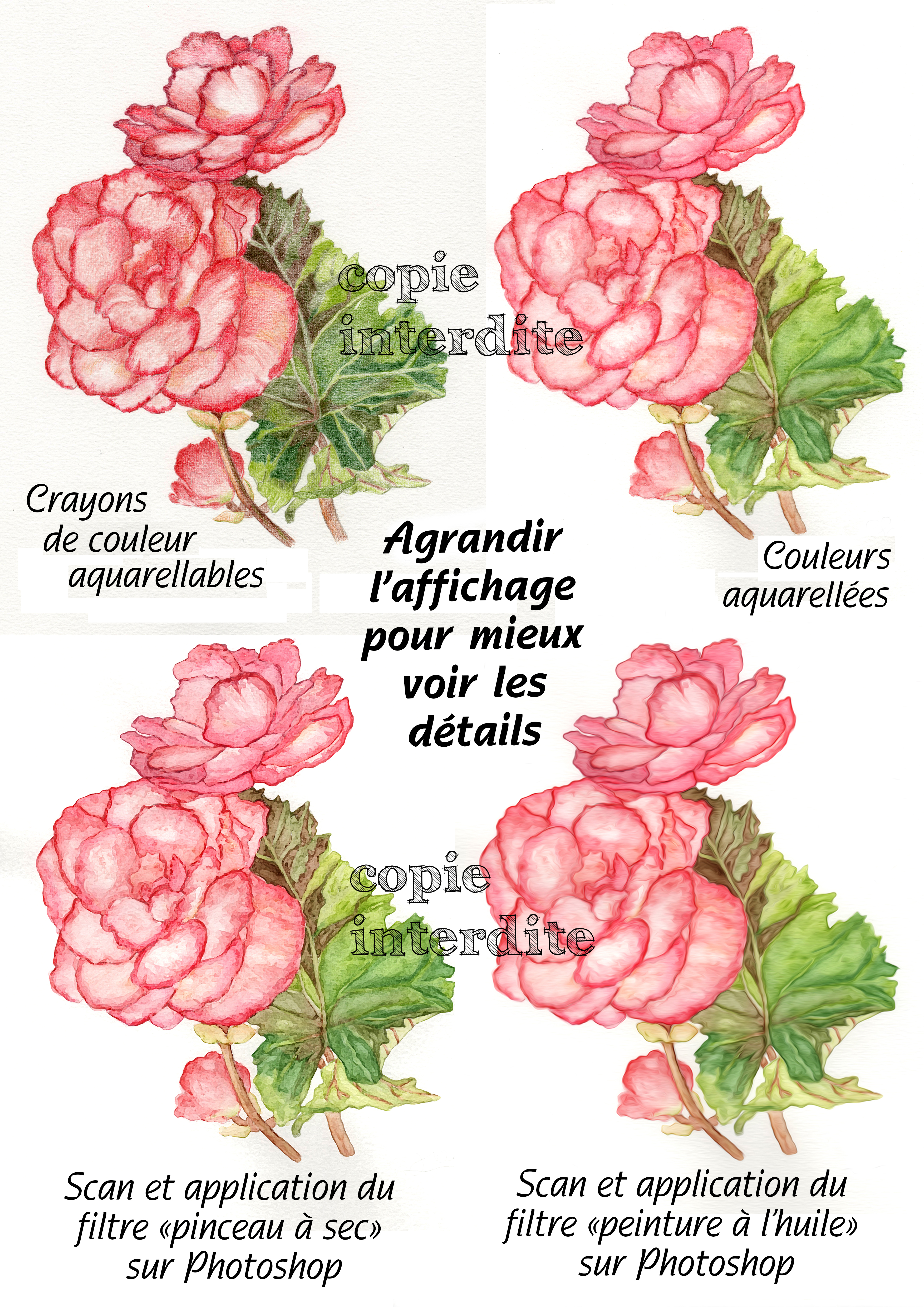 Fleurs