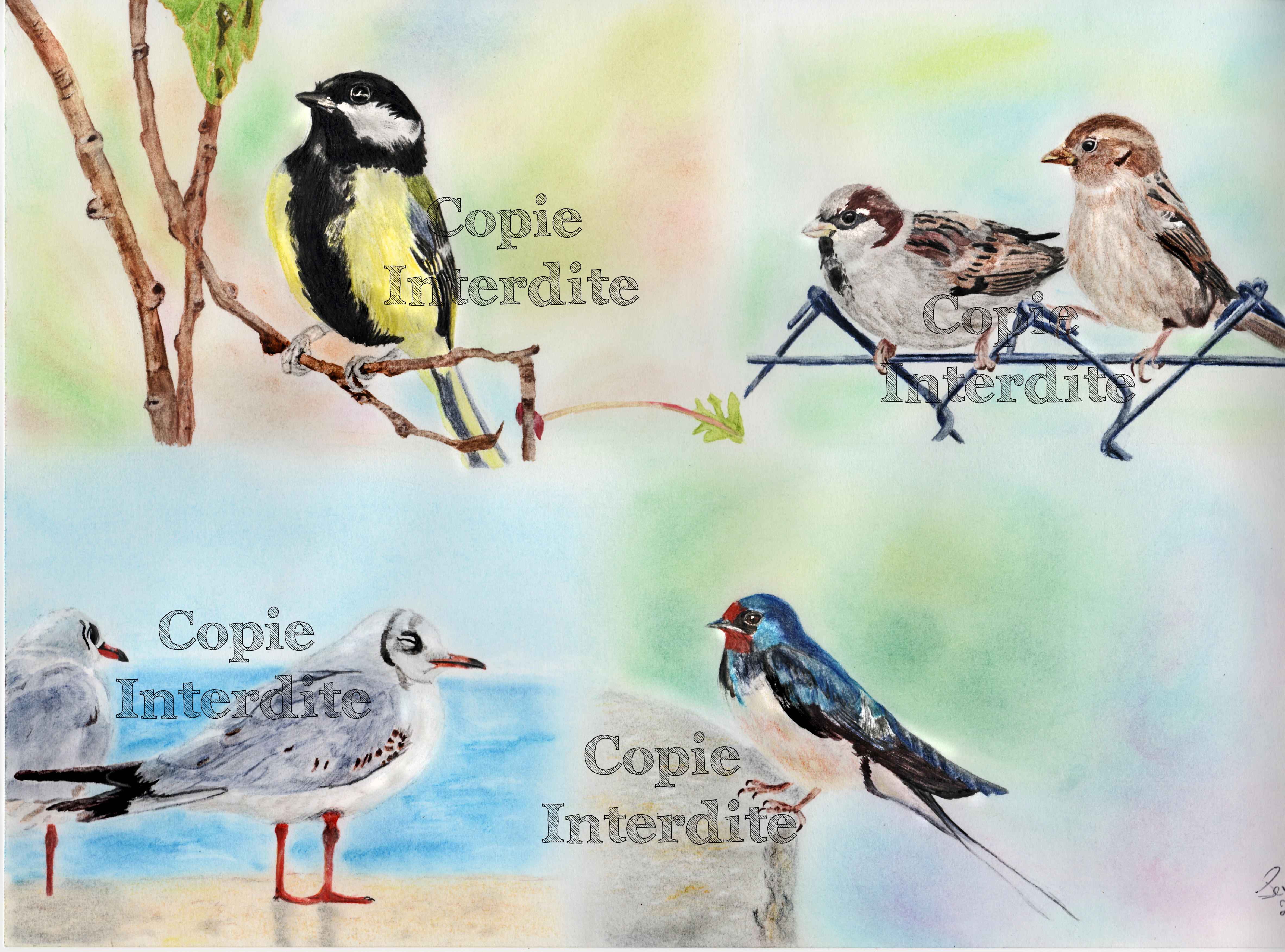 oiseaux
