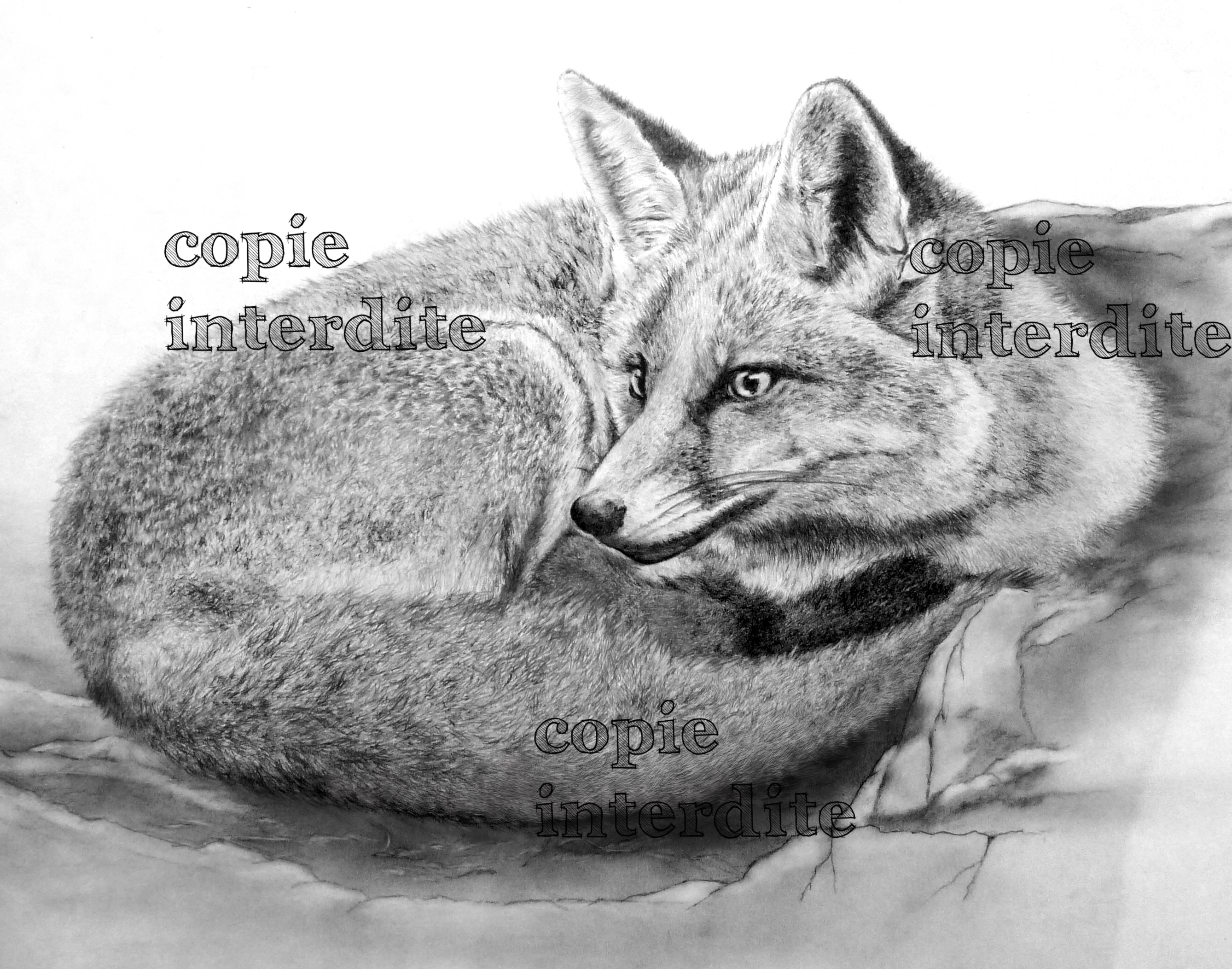 Renard