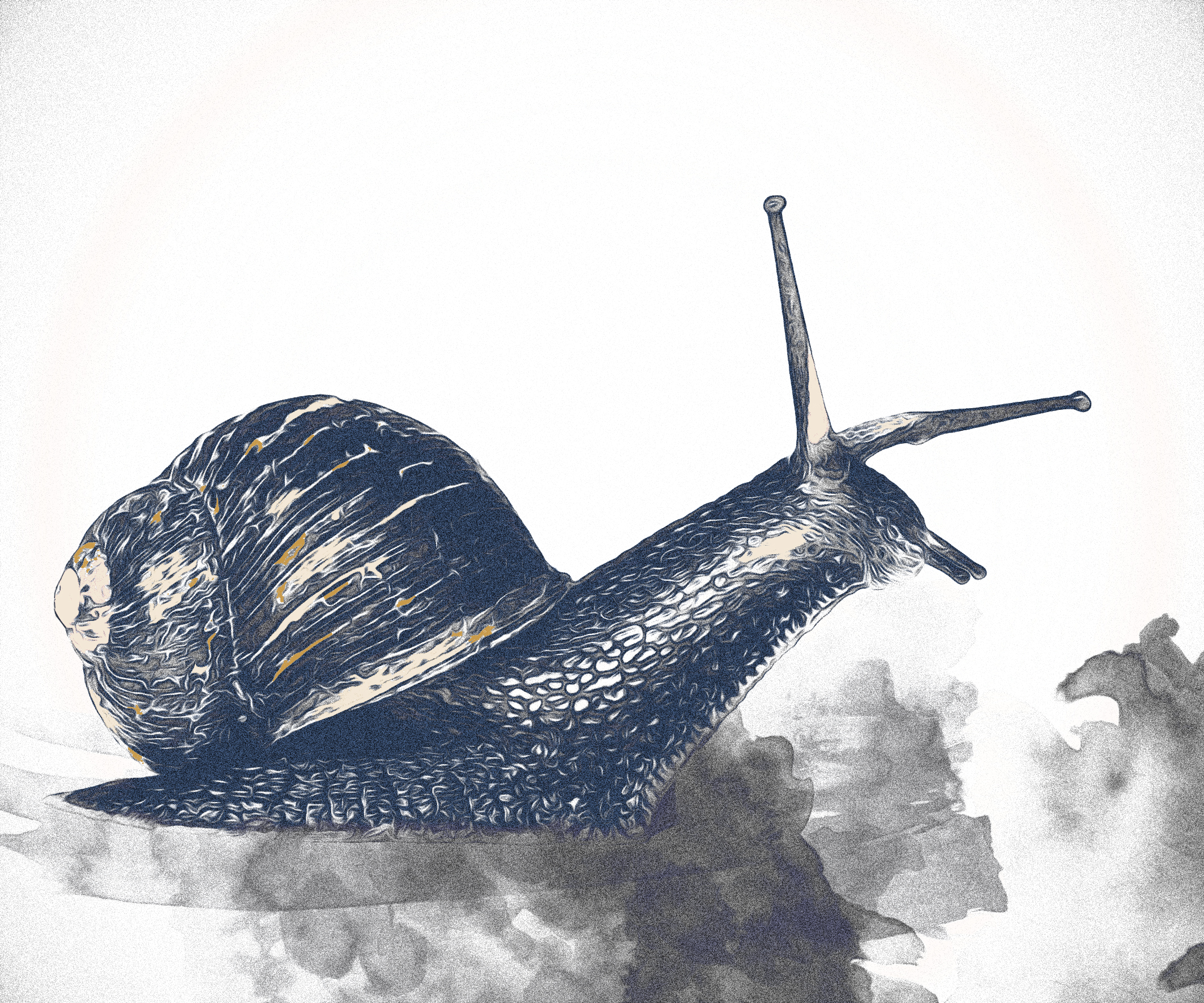 "base" d'escargot
