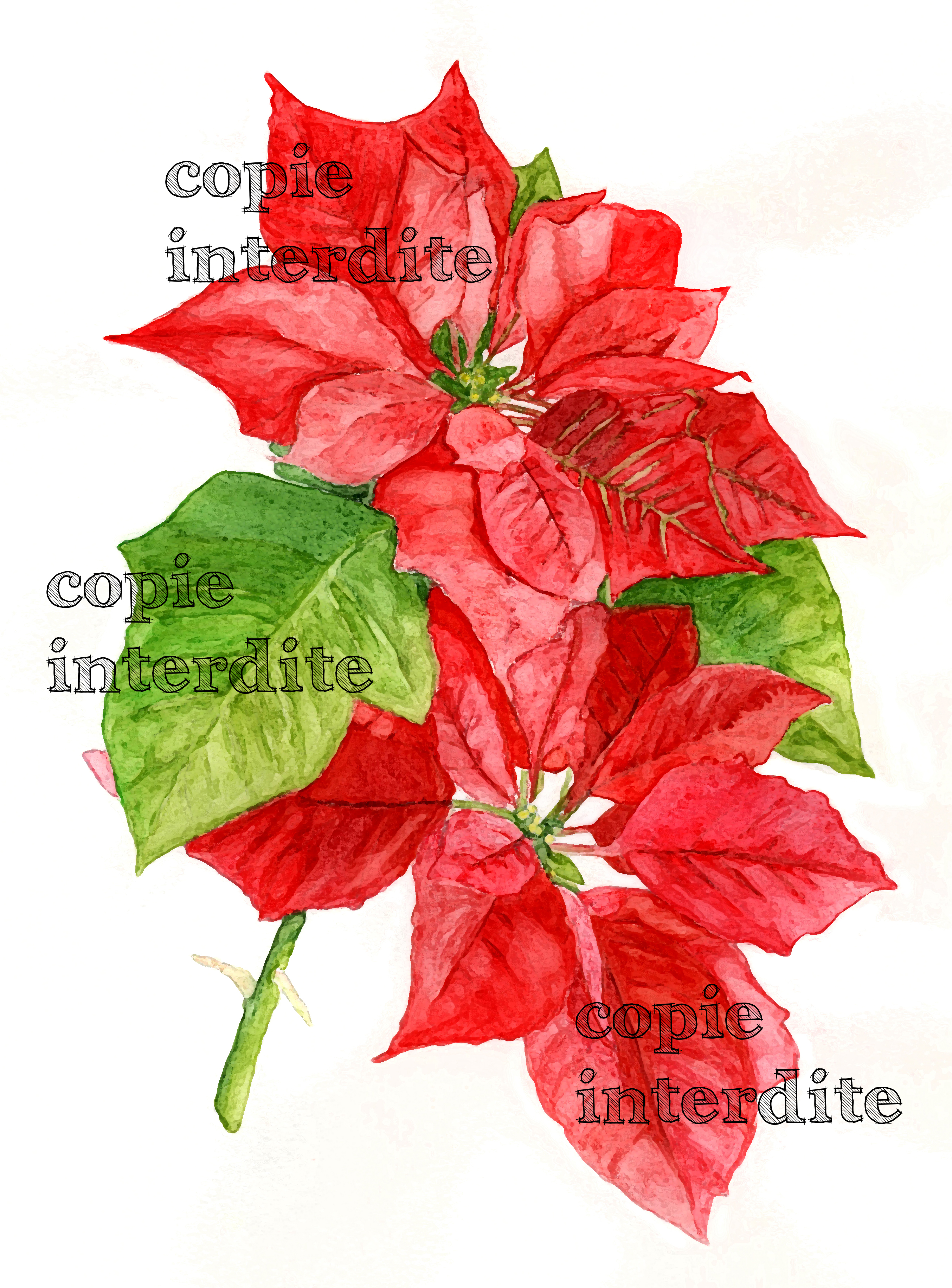 Euphorbia